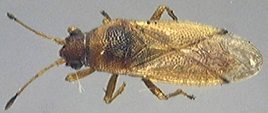 Stygnocoris fuligineus